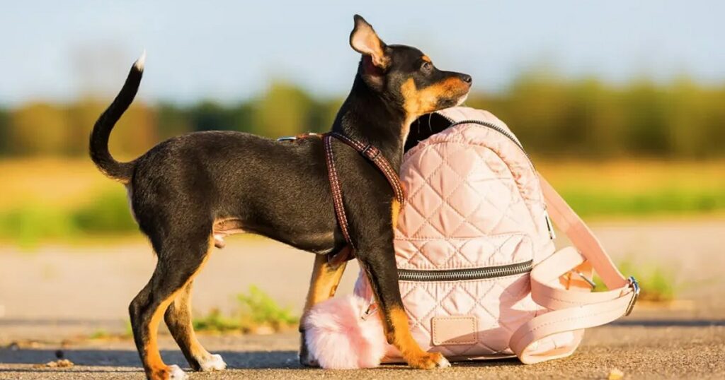 Loungefly-Hunderucksäcke im Disney-Stil sind ein TikTok-Hit
