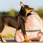 Loungefly-Hunderucksäcke im Disney-Stil sind ein TikTok-Hit