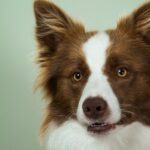 Mann, der 15.000 US-Dollar für ein menschliches Hundekostüm ausgegeben hat, wird durch „Fetisch“-Kommentare verletzt