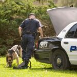 Polizeihunde in Kalifornien greifen überproportional farbige Menschen an