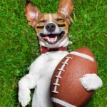Puppy Bowl XX kehrt 2024 mit über 130 adoptierbaren Hunden zurück