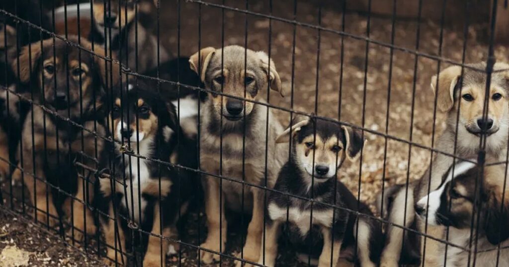 Puppy Farm Gang wegen Verkauf kranker Hunde für 600.000 US-Dollar verurteilt