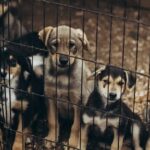 Puppy Farm Gang wegen Verkauf kranker Hunde für 600.000 US-Dollar verurteilt