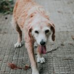 Rettungshundeprogramm der Polizei von Miami für streunende Hunde