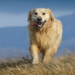 Texas-Hund darauf trainiert, invasive landwirtschaftliche Arten aufzuspüren