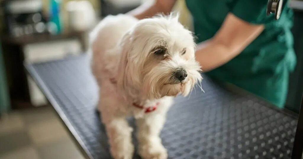 Tierarzt rettet Hund, der zwei Kaubonbons im Ganzen verschluckt hat