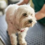 Tierarzt rettet Hund, der zwei Kaubonbons im Ganzen verschluckt hat