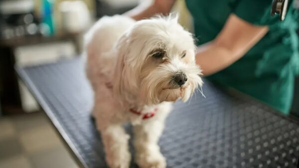 Tierarzt rettet Hund, der zwei Kaubonbons im Ganzen verschluckt hat