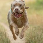 Über 30.000 XL-Bully-Hunde wurden von britischen Besitzern registriert
