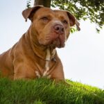 Verlassener Hund von neuen Hausbesitzern im Hinterhof entdeckt
