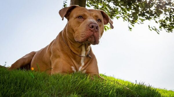 Verlassener Hund von neuen Hausbesitzern im Hinterhof entdeckt