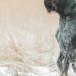 Vermisster Hund vom Wanderweg in Utah gerettet