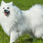 Vermisstes präpariertes Reittier des berühmten kanadischen Hundes wiederentdeckt
