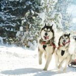 Warmer Winter sagt Minnesotas Beargrease Sled Dog Marathon ab