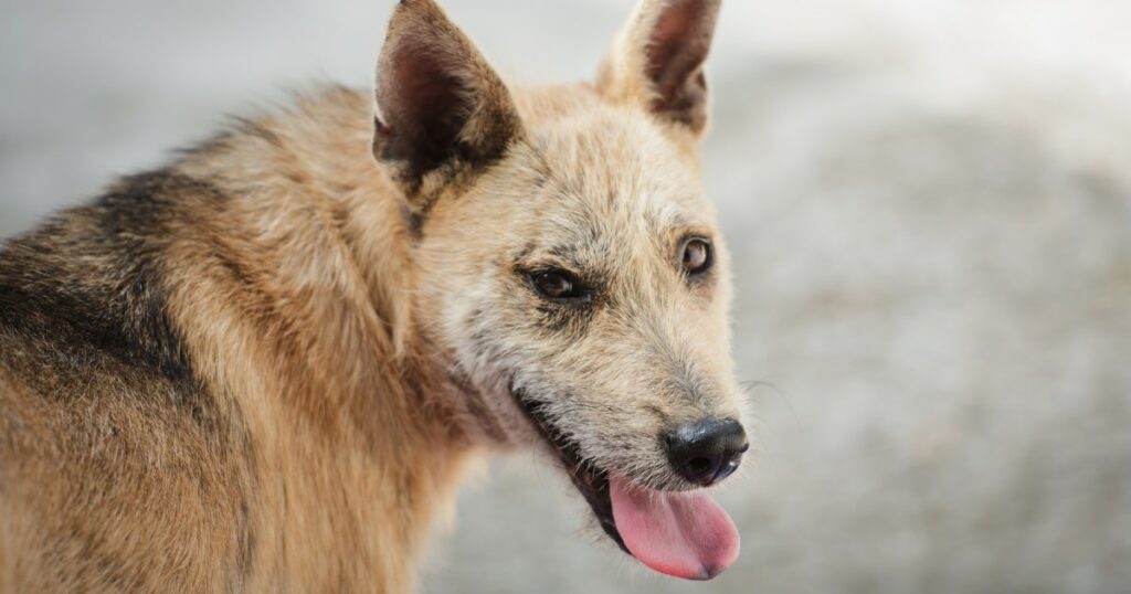 Widerstandsfähiger streunender Hund mit intakter Kugel in der Wange lebend aufgefunden