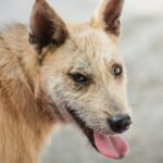 Widerstandsfähiger streunender Hund mit intakter Kugel in der Wange lebend aufgefunden