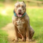 XL-Mobbing-Verbot bereitet anderen Besitzern großer Hunde in Großbritannien Sorgen
