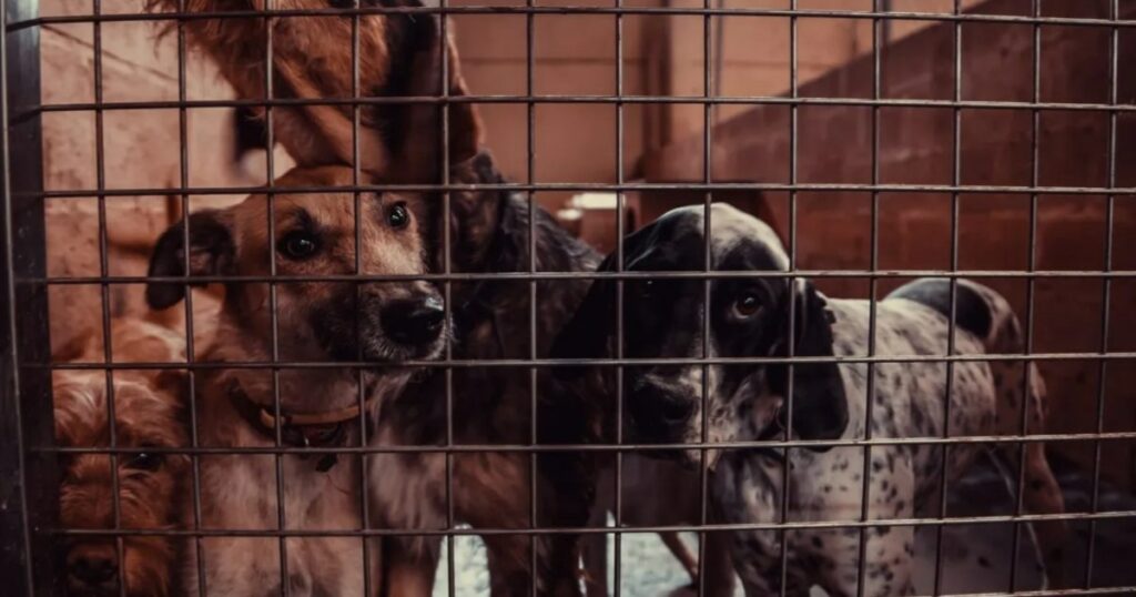 31 Hunde aus verantwortungslosem Züchter in British Columbia gerettet
