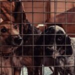 31 Hunde aus verantwortungslosem Züchter in British Columbia gerettet