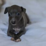 5 Monate alter Welpe stirbt in Hundetrainingsanlage nach Rohrbruch