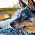 Älterer Hund überlebt „Heads Carolina, Tails California“ in einer echten Rettungsreise