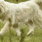Alberta, Kanada, steht vor einer zunehmenden Krise, da Hundediebstähle zunehmen