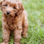Australiens beliebteste Hunderassen enthüllt