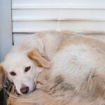 Behinderter Hund aus Iran gerettet, der jetzt Welpen aufnimmt