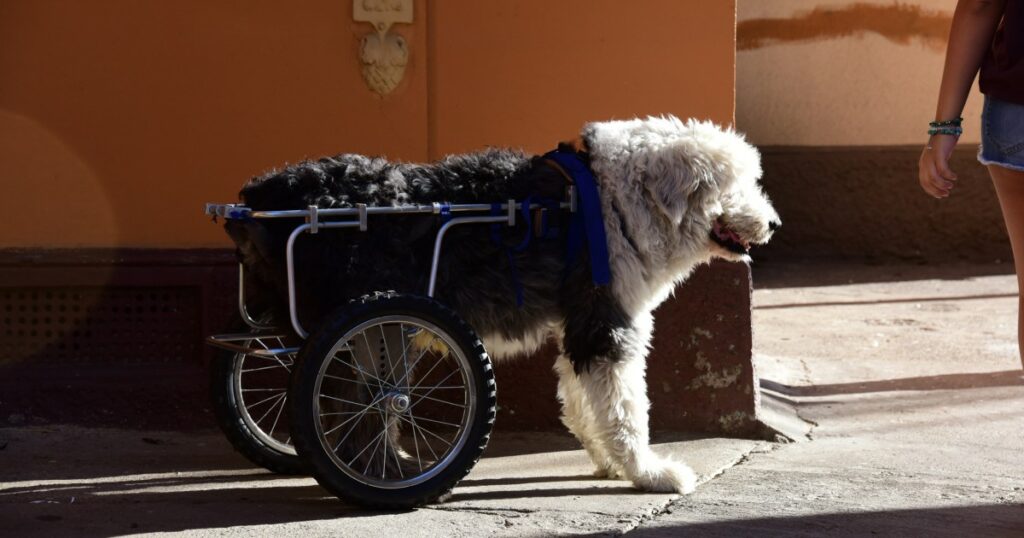 Behinderter älterer Hund mit gefrorenem Wasser angekettet aufgefunden, braucht ein Zuhause