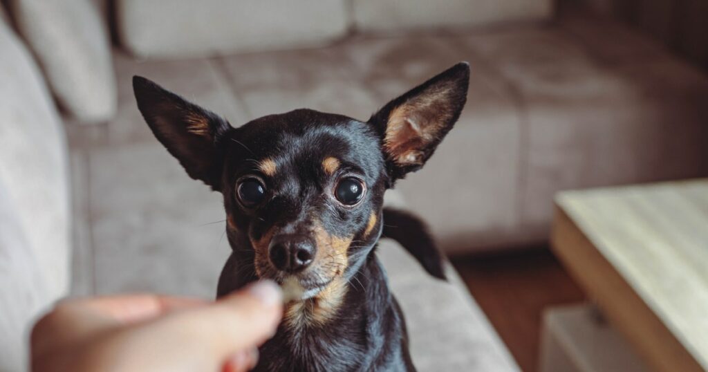 Beim Wort „Leckerli“ in einem viralen TikTok-Video geraten Hundeohren ins Schwärmen