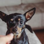 Beim Wort „Leckerli“ in einem viralen TikTok-Video geraten Hundeohren ins Schwärmen