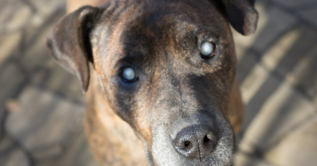 Chicago Rescue sucht für immer ein Zuhause für einen blinden Pitbull-Hund