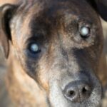 Chicago Rescue sucht für immer ein Zuhause für einen blinden Pitbull-Hund