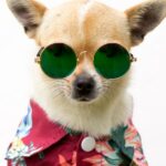 Chihuahuas mexikanisches Urlaubsabenteuer geht auf TikTok viral