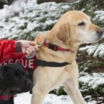 Colorado Dogs absolvieren Lawinensuch- und Rettungstraining