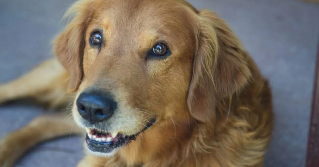 Connie, der Containerhund, erwartet Welpen nach heldenhafter Rettung