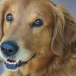 Connie, der Containerhund, erwartet Welpen nach heldenhafter Rettung