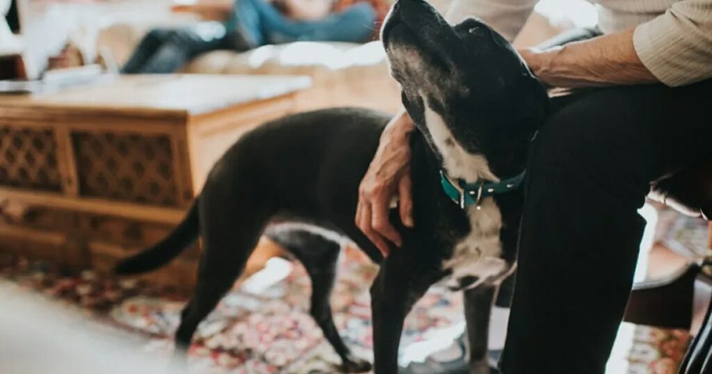 Das herzerwärmende Adoptionsvideo von Rescue Dog geht auf TikTok viral