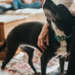 Das herzerwärmende Adoptionsvideo von Rescue Dog geht auf TikTok viral