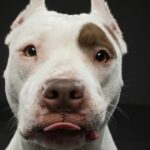 Der Gesetzentwurf von Arizona würde Vermieter davon abhalten, Hunderassenbeschränkungen aufzuerlegen