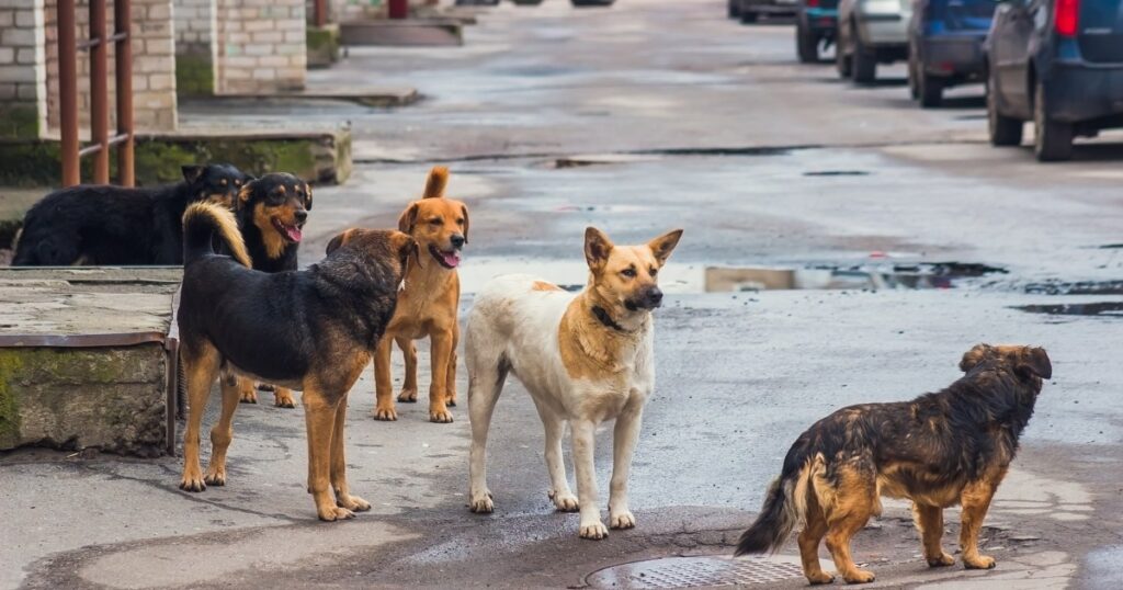 Der Gesetzentwurf von South Dakota würde Rettungsgruppen für verwilderte Hunde schützen