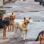 Der Gesetzentwurf von South Dakota würde Rettungsgruppen für verwilderte Hunde schützen