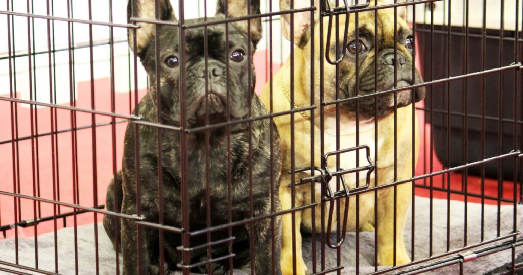 Der Gesetzesentwurf von Indiana könnte örtliche Verbote zur Verhinderung von Hundeverkäufen außer Kraft setzen