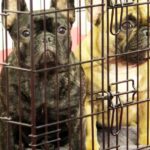 Der Gesetzesentwurf von Indiana könnte örtliche Verbote zur Verhinderung von Hundeverkäufen außer Kraft setzen