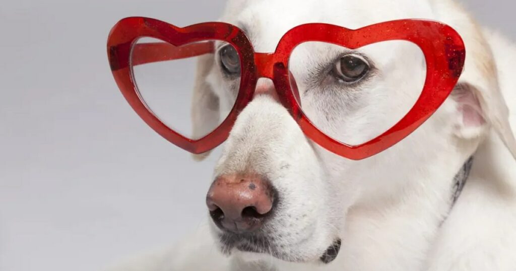 Die Hundezimmertour zum Valentinstag wird auf TikTok viral