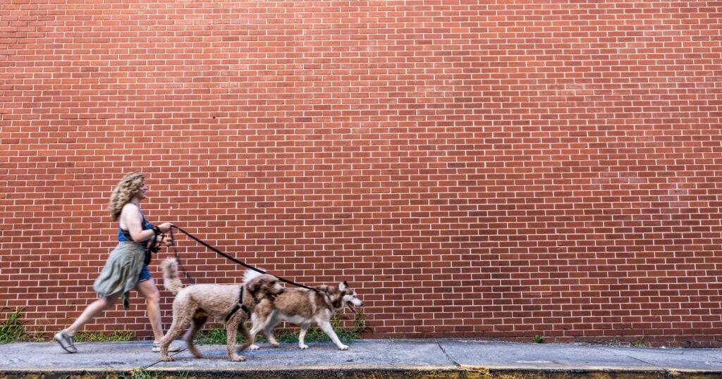 Die besten Städte zum Gassigehen mit dem Hund im Jahr 2024