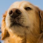 Doktor Hund?  Hunde können die Parkinson-Krankheit riechen