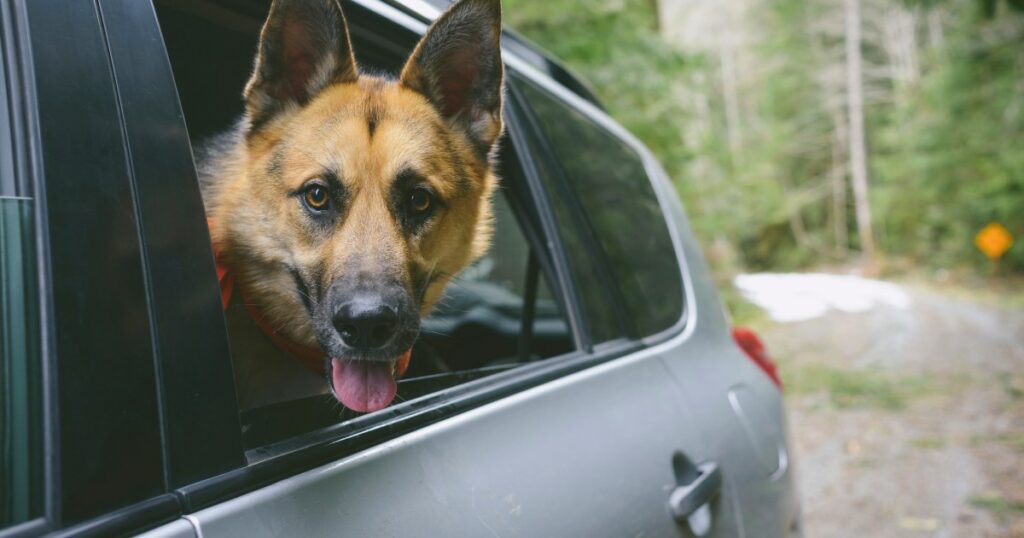 Drei Deutsche Schäferhunde übernehmen das Auto eines Fremden