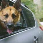 Drei Deutsche Schäferhunde übernehmen das Auto eines Fremden