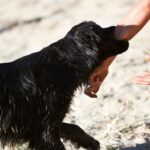 Erhöhte Anzahl von Hundebissen führt zu Veränderungen in Texas